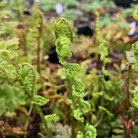 Dryopteris affinis 'Cristata The King'